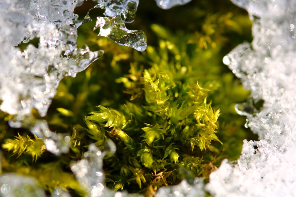 Ice winter nature