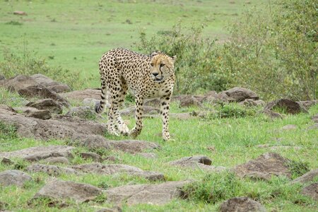 Nature animal cheetah photo