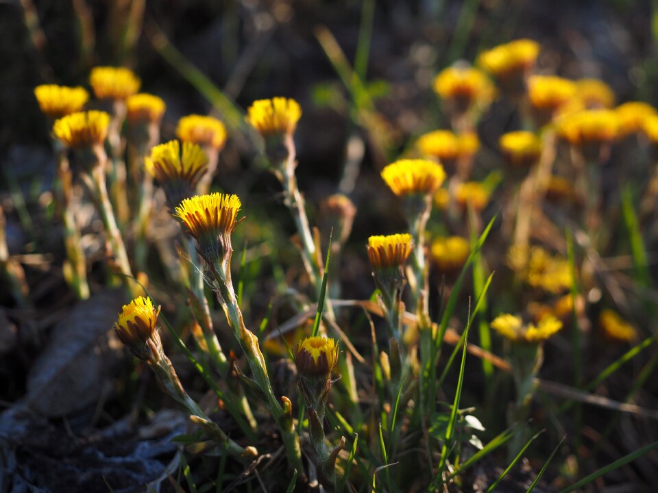 Bloom yellow tussilago photo