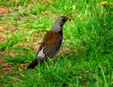 Turdus pilaris Pukhivka2
