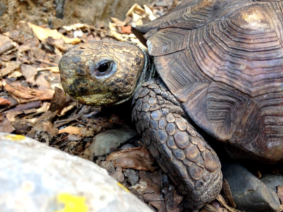 Turtle20yo