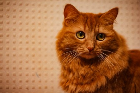 Pet portrait animals