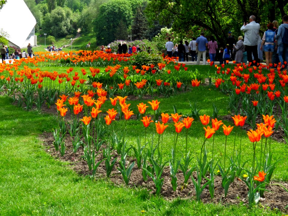 Tulipa Grishko bot. garden3