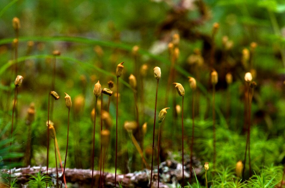 Plant nature environment