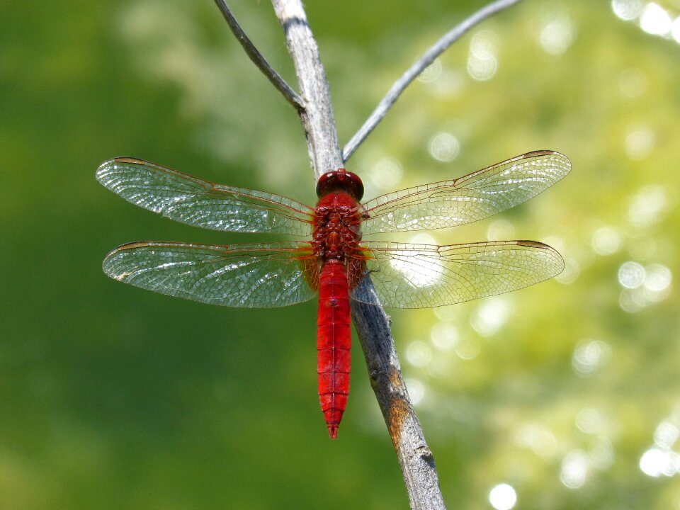 Wetland dragonfly erythraea crocothemis