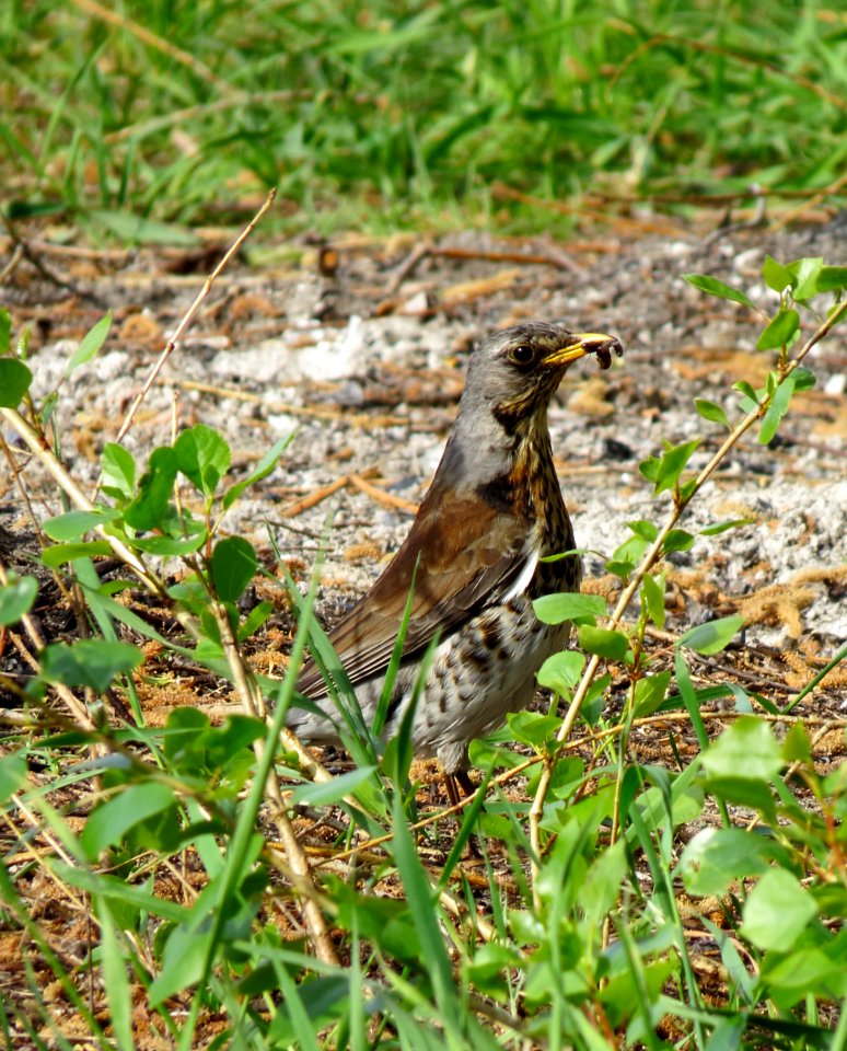 Turdus pilaris Pukhivka1