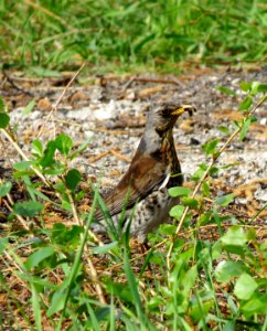 Turdus pilaris Pukhivka1