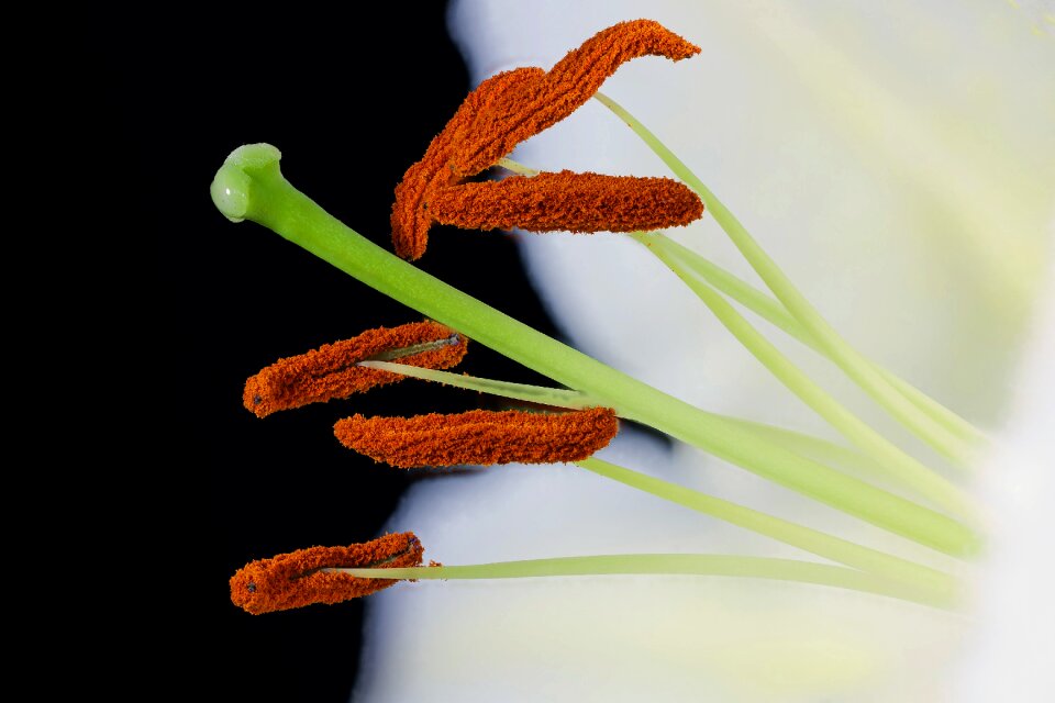 Amarylis flower close up