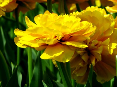 Tulipa Grishko bot. garden2