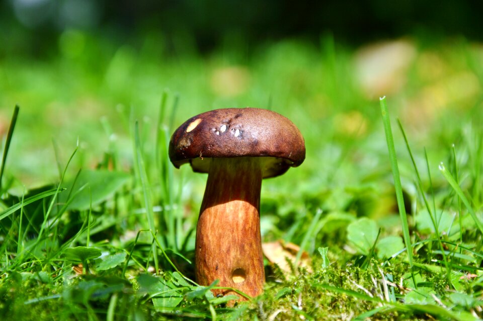 Brown cap forest mushroom edible