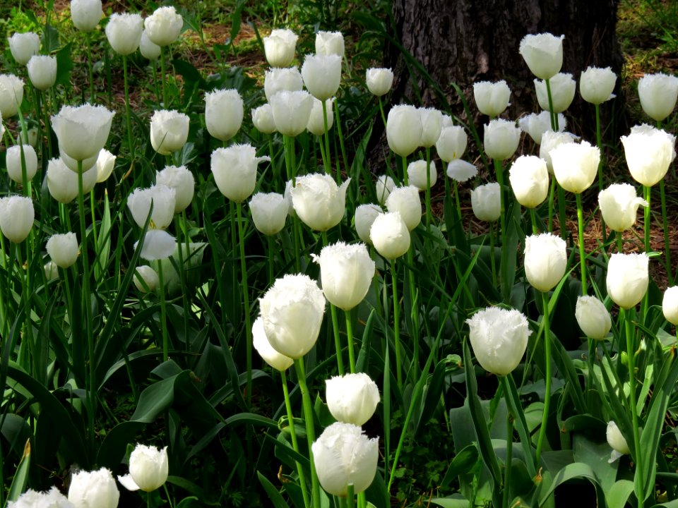 Tulipa Grishko bot. garden5