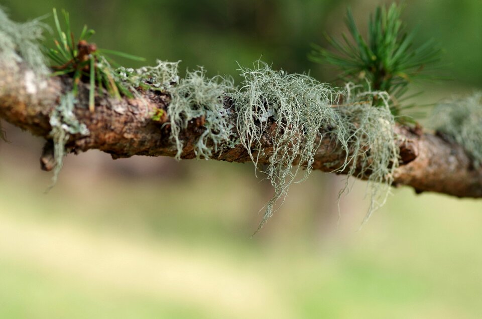 Environment close up lichen