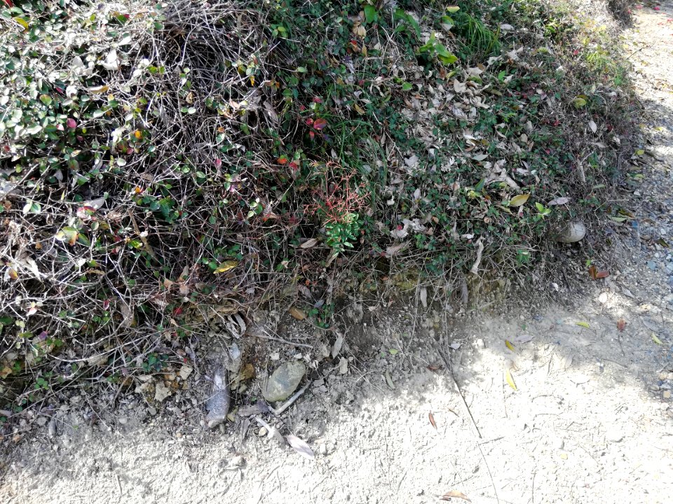 Unknown Kofun 20210326 04