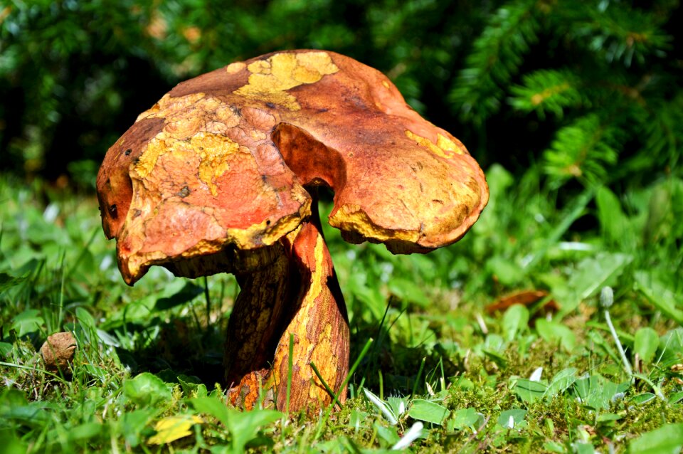 Forest mushroom edible old