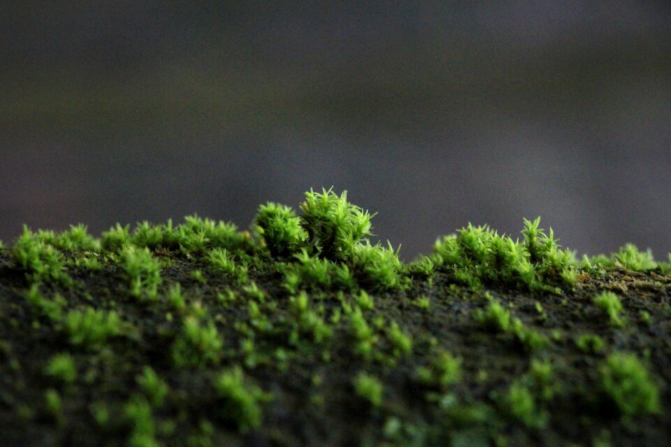 Tree plant background