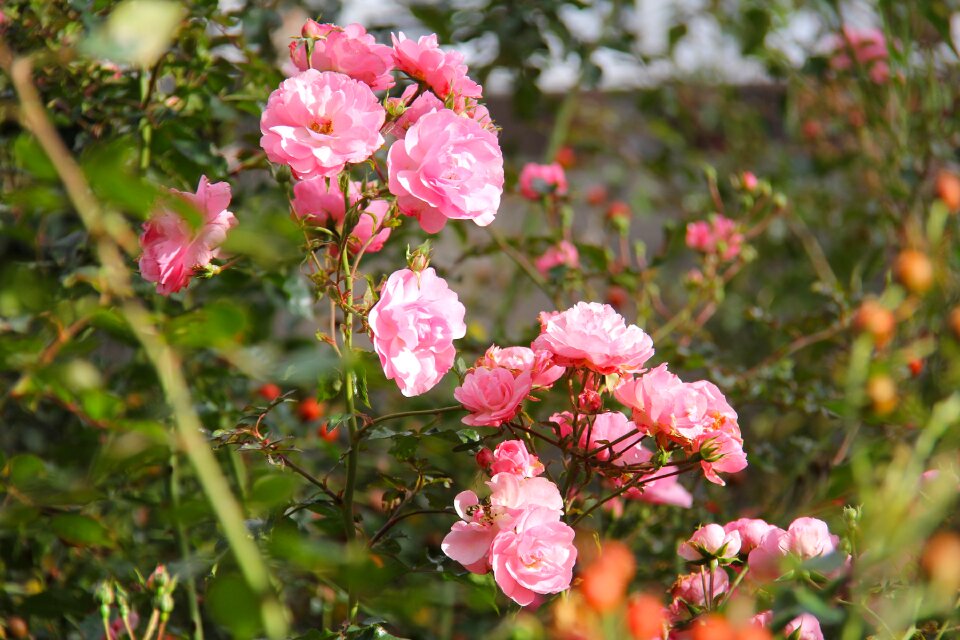 Pink flower flora
