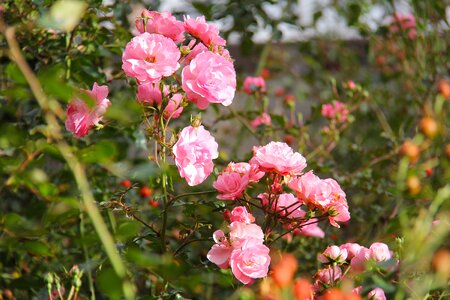Pink flower flora