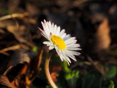 Bloom bellis philosophy multiannual daisy