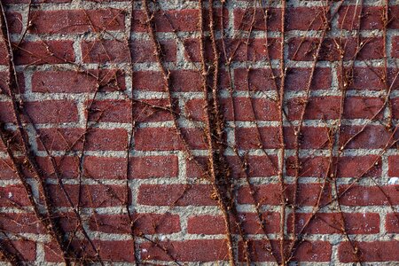 Creeper red brick wall ivy photo