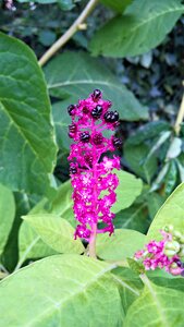 Medicinal plant shrub garden
