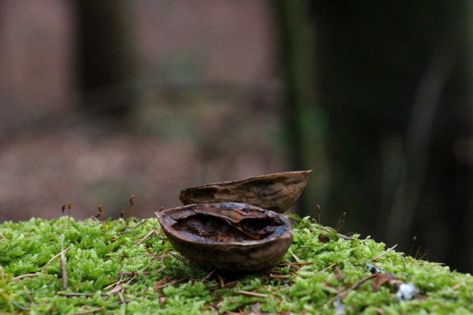 Close up choice of nut moss