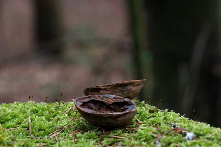Close up choice of nut moss photo