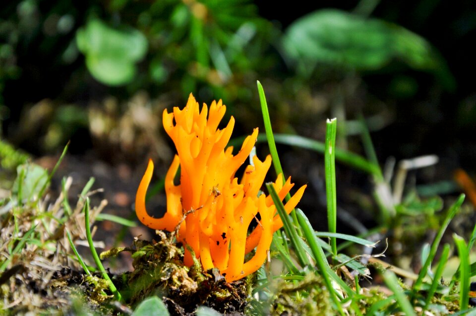 Edible mushroom picking food