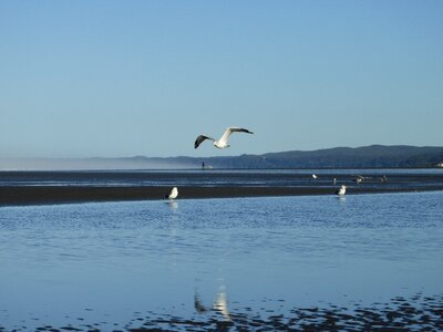Gull shore coast photo