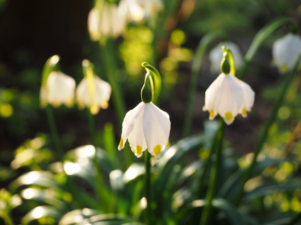 Bloom white forest