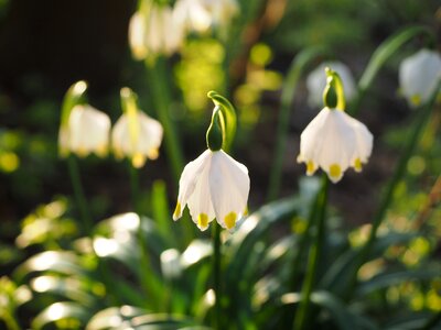 Bloom white forest photo