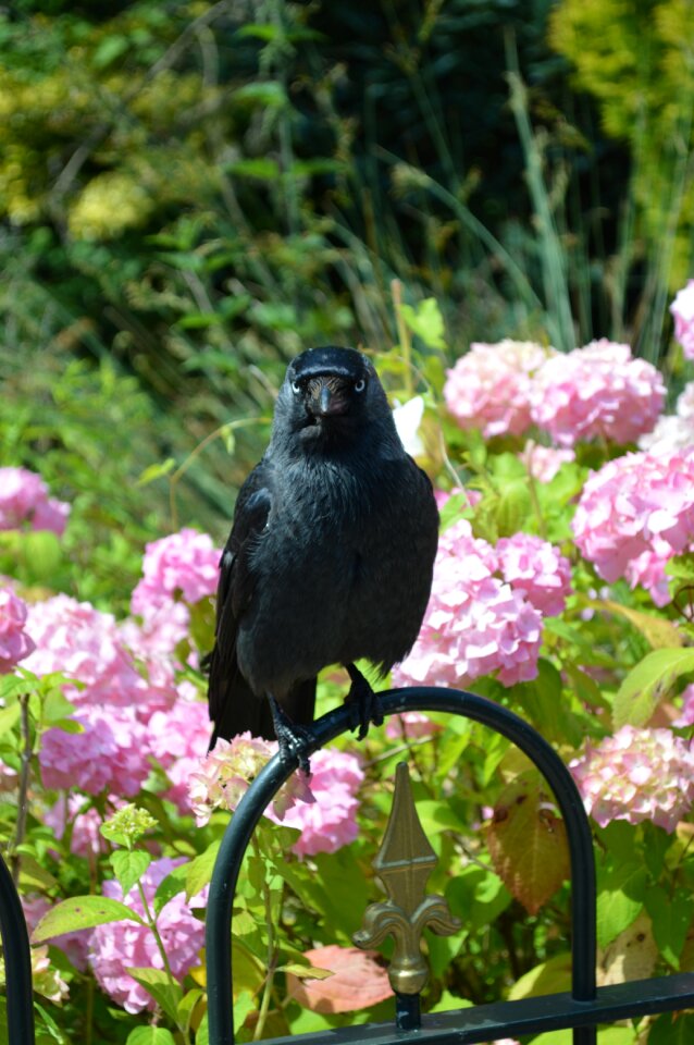 Animal summer portrait photo