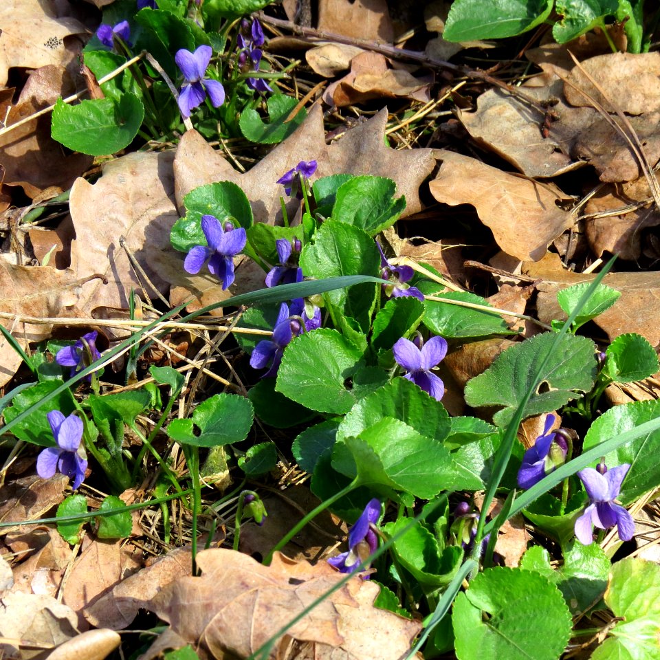 Viola odorata Moshchun3