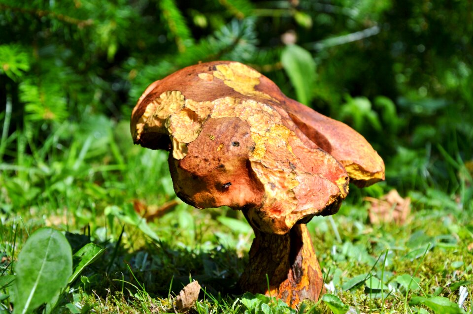 Forest mushroom edible old