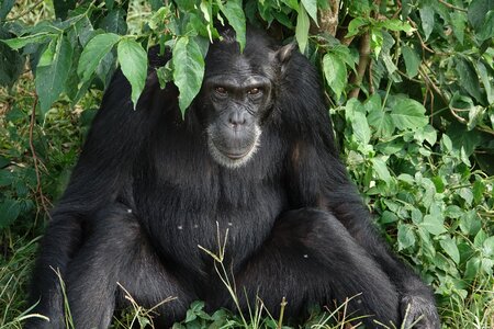 Wildlife chimpanzee uganda