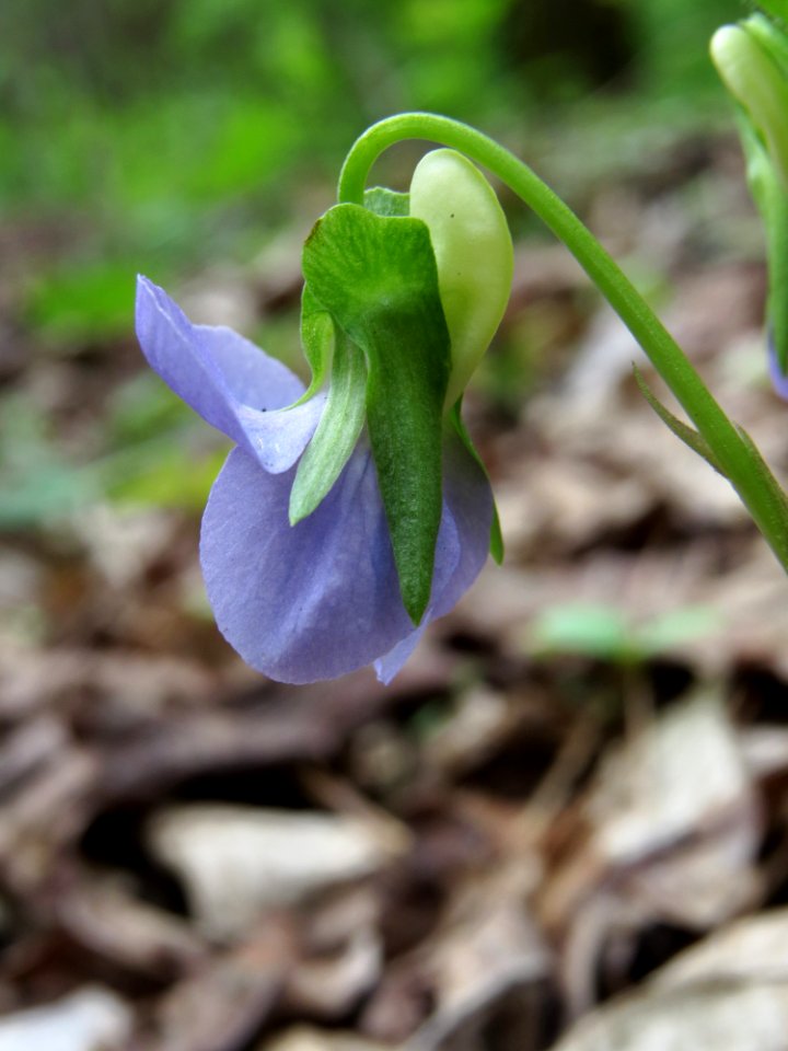 Viola riviniana Kiev2