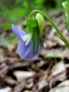 Viola riviniana Kiev2