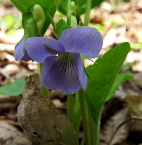 Viola riviniana Kiev3