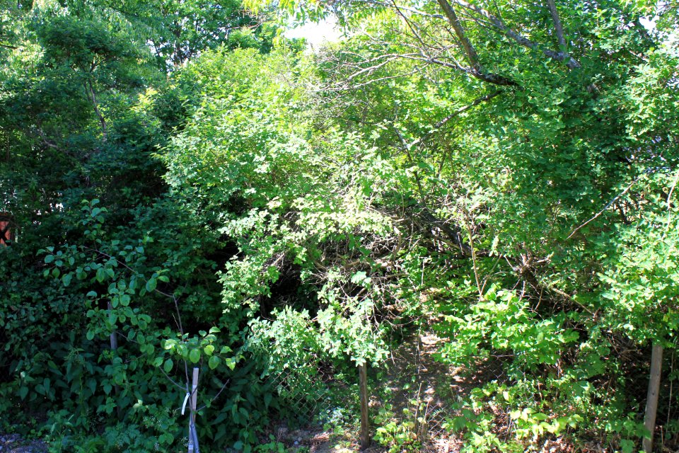 Villniss-kratt 1