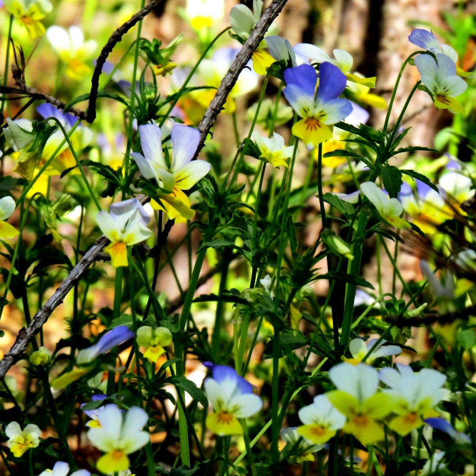 Viola arvensis zhuchka2