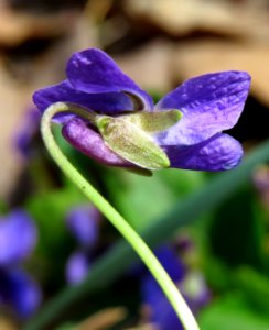 Viola odorata Moshchun2