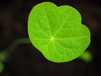 Green tropaeolum majus leaf veins