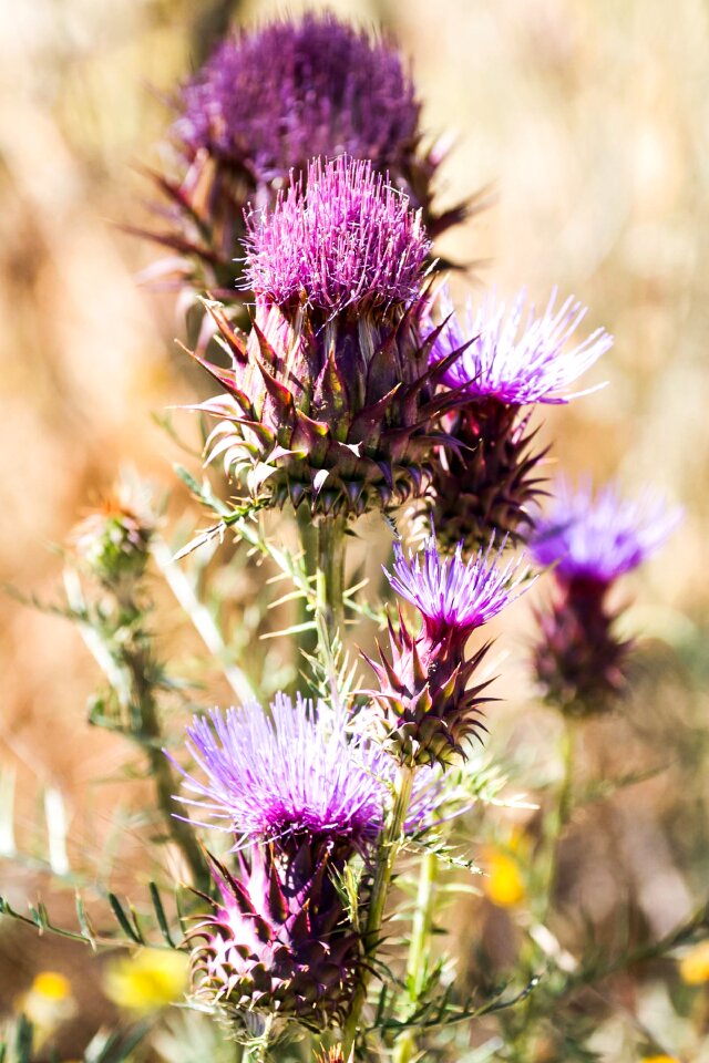 Flower nature thistle