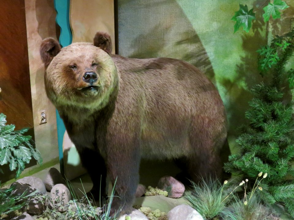 Warszawa Muzeum Łowiectwa i Jeździectwa 11