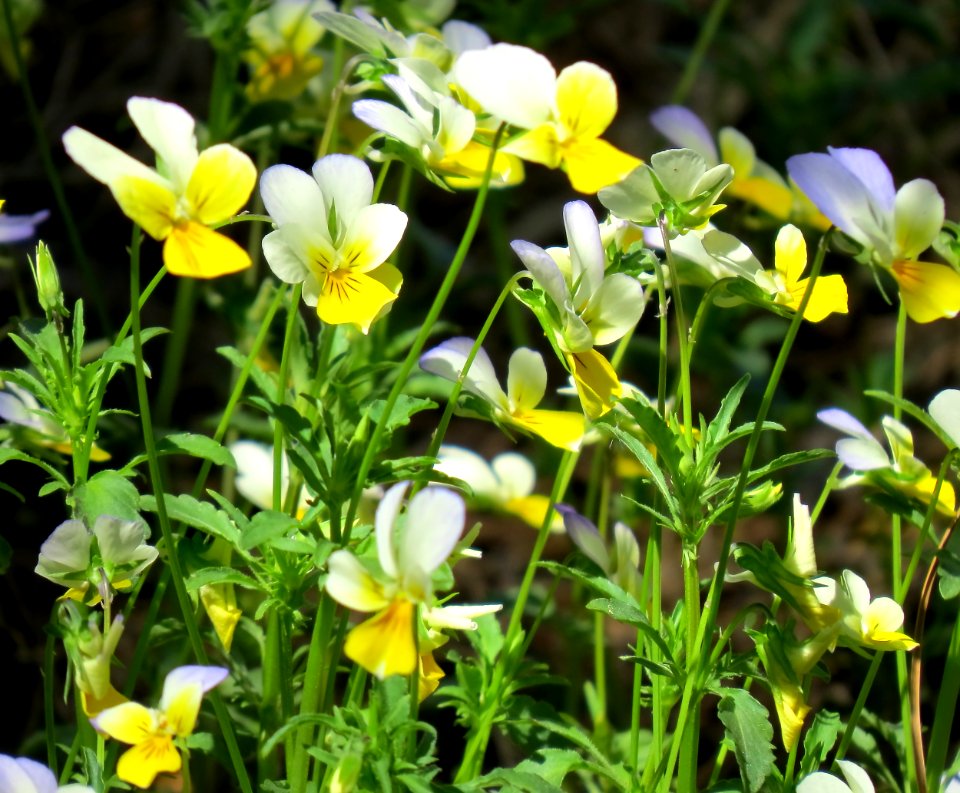 Viola arvensis zhuchka3