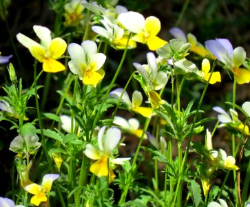 Viola arvensis zhuchka3