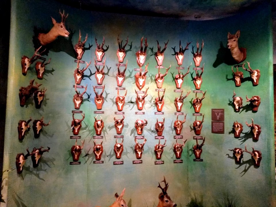 Warszawa Muzeum Łowiectwa i Jeździectwa 12