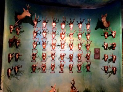 Warszawa Muzeum Łowiectwa i Jeździectwa 12