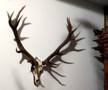 Warszawa Muzeum Łowiectwa i Jeździectwa 15