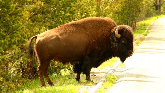 Yellowstone national park yellowstone river bison