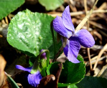 Viola odorata Moshchun1